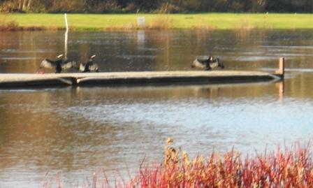 Cormorants on the pontoon