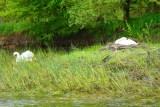 Large nest