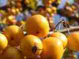 Fruits?